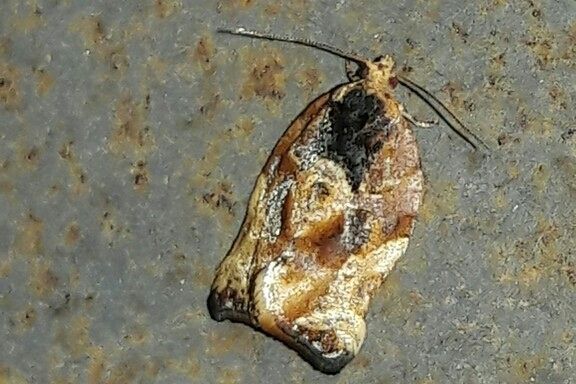 Argyrotaenia sphaleropa