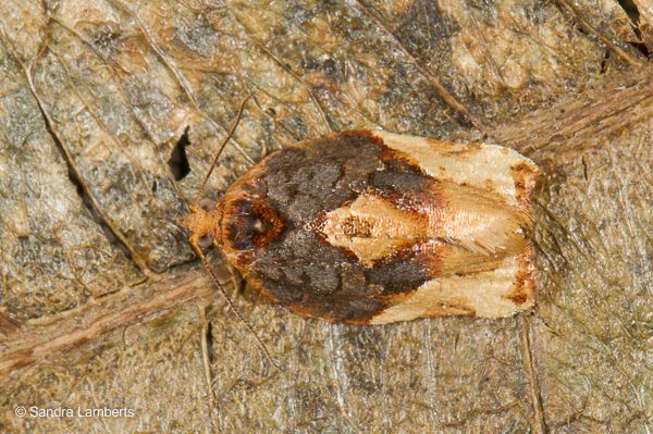 Argyrotaenia sphaleropa