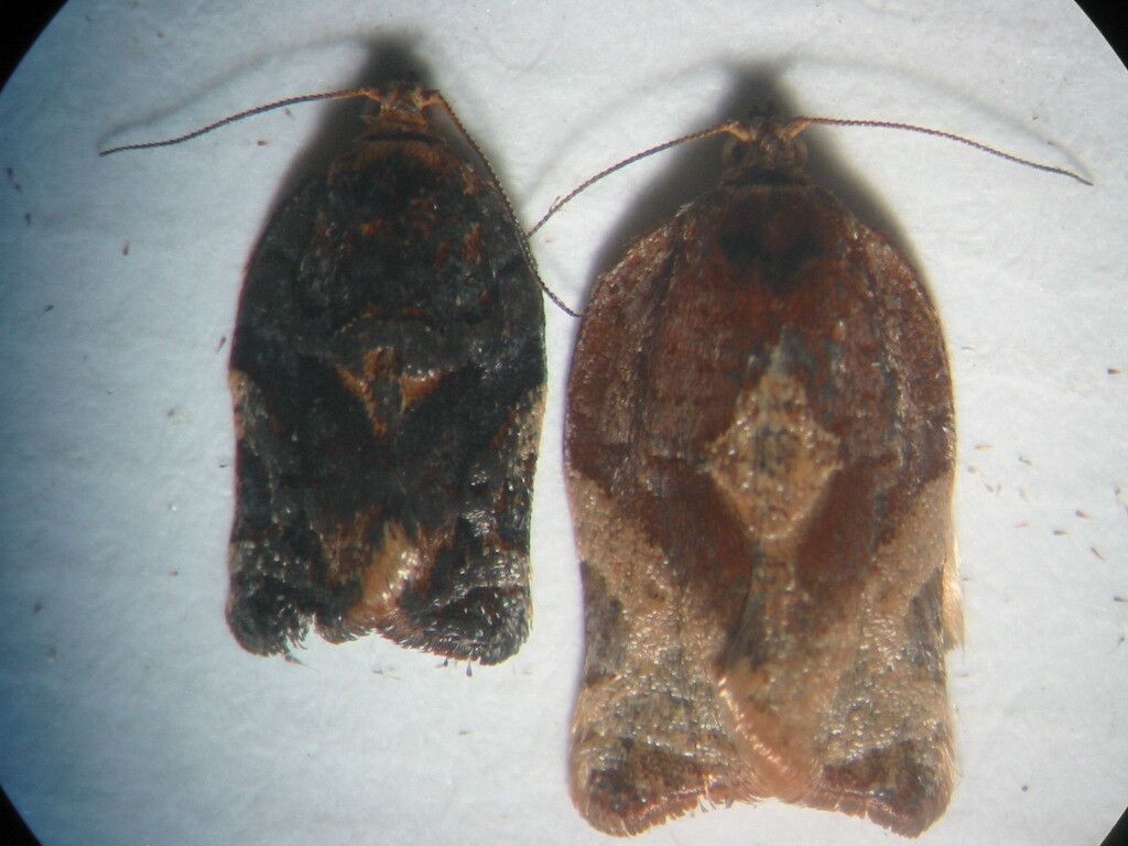Argyrotaenia sphaleropa