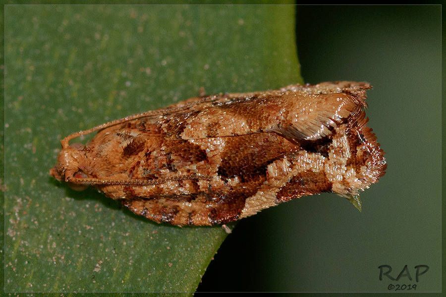 Argyrotaenia sphaleropa