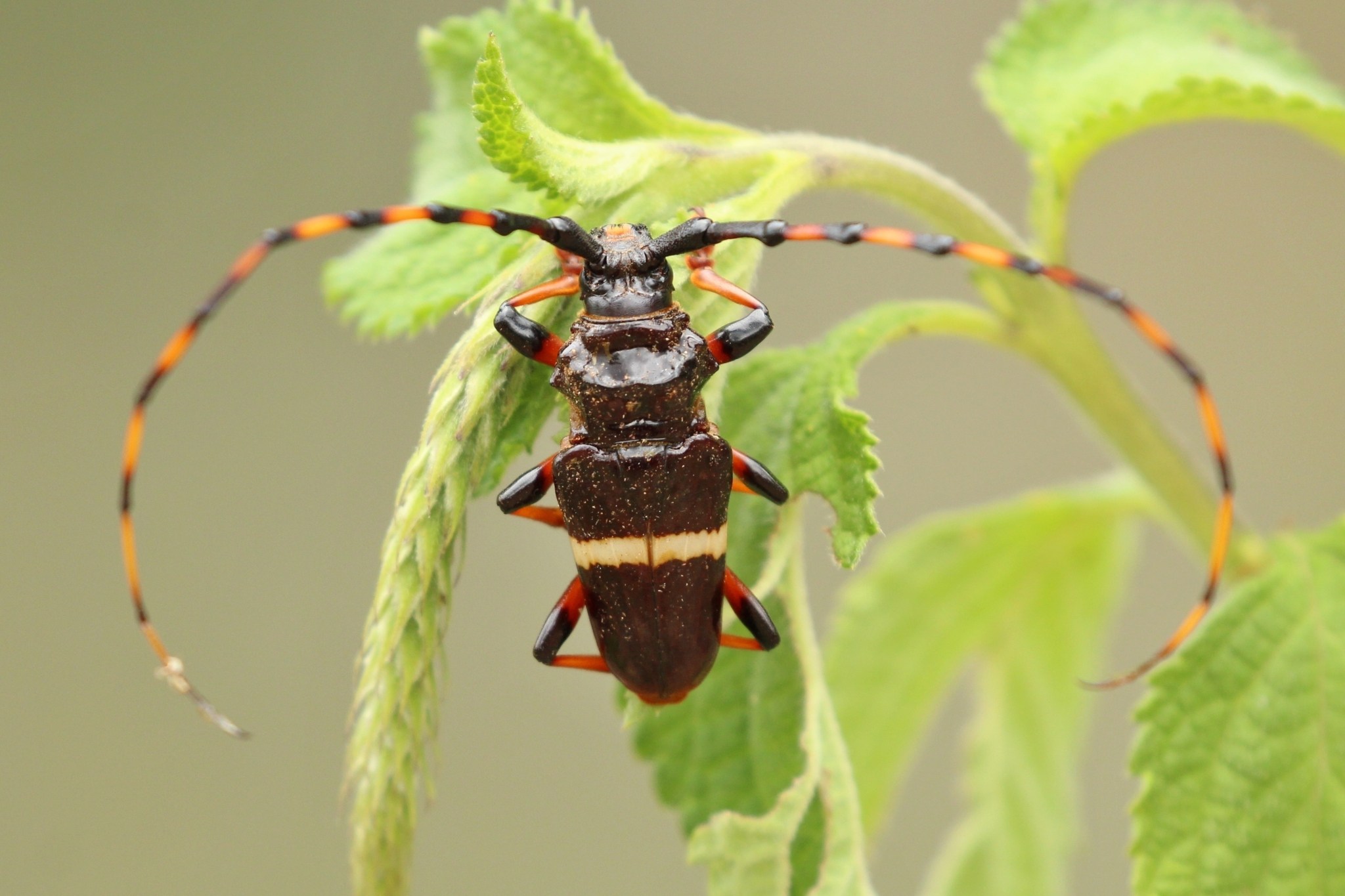 Trachyderes succinctus
