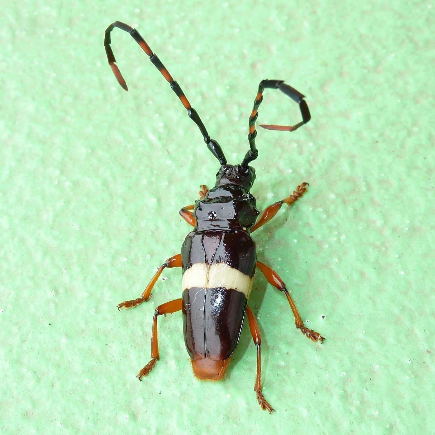 Trachyderes succinctus