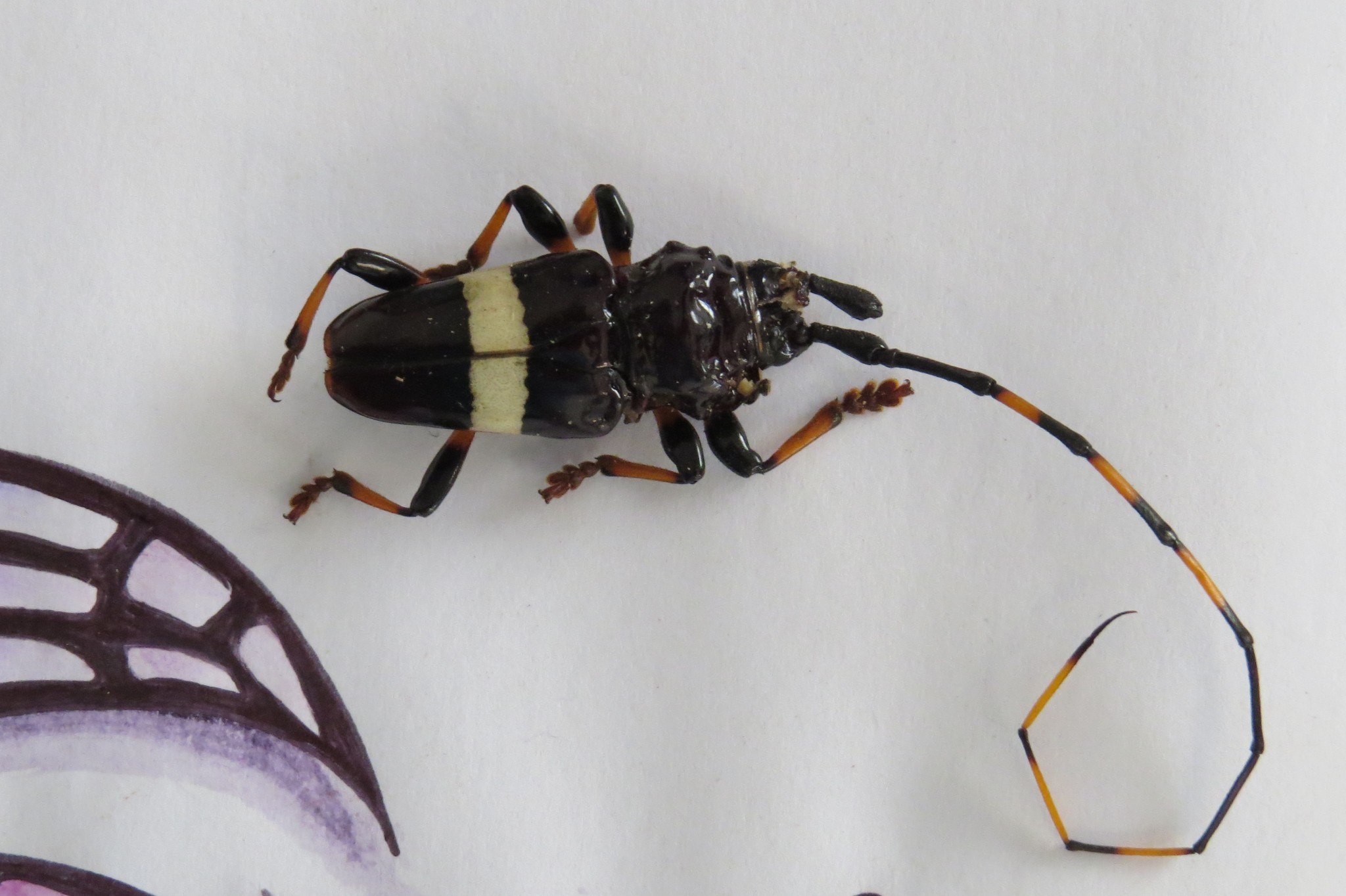 Trachyderes succinctus