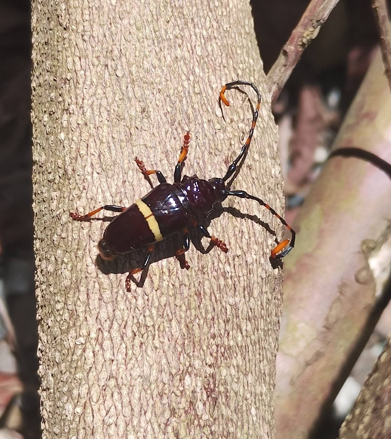 Trachyderes succinctus