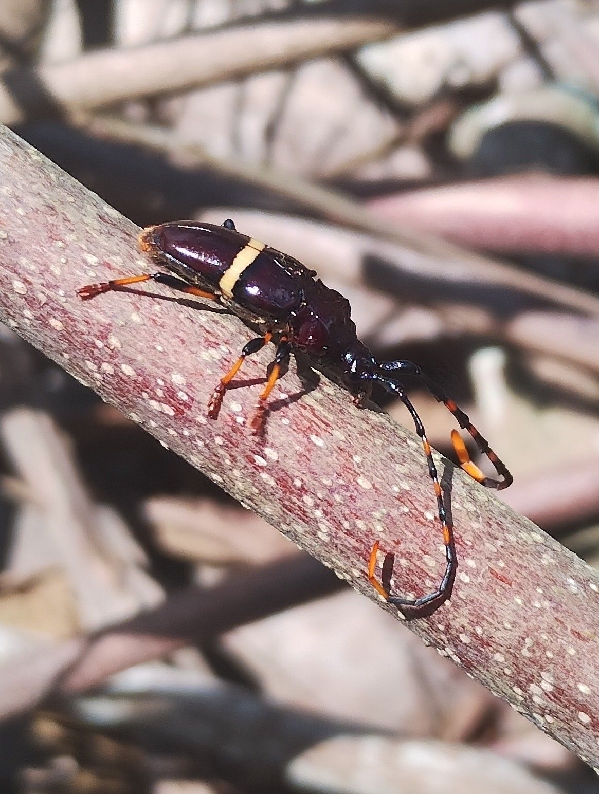 Trachyderes succinctus