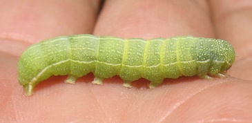 Orthosia hibisci