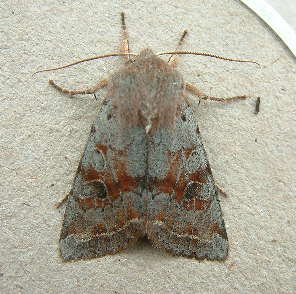 Orthosia hibisci