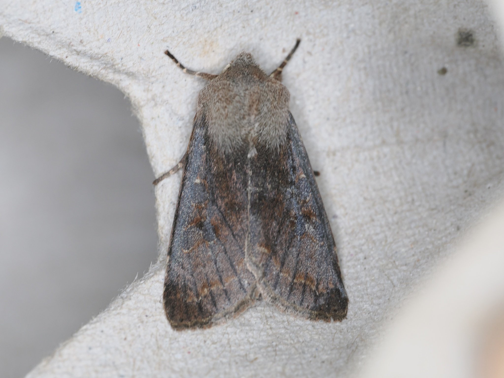 Orthosia hibisci