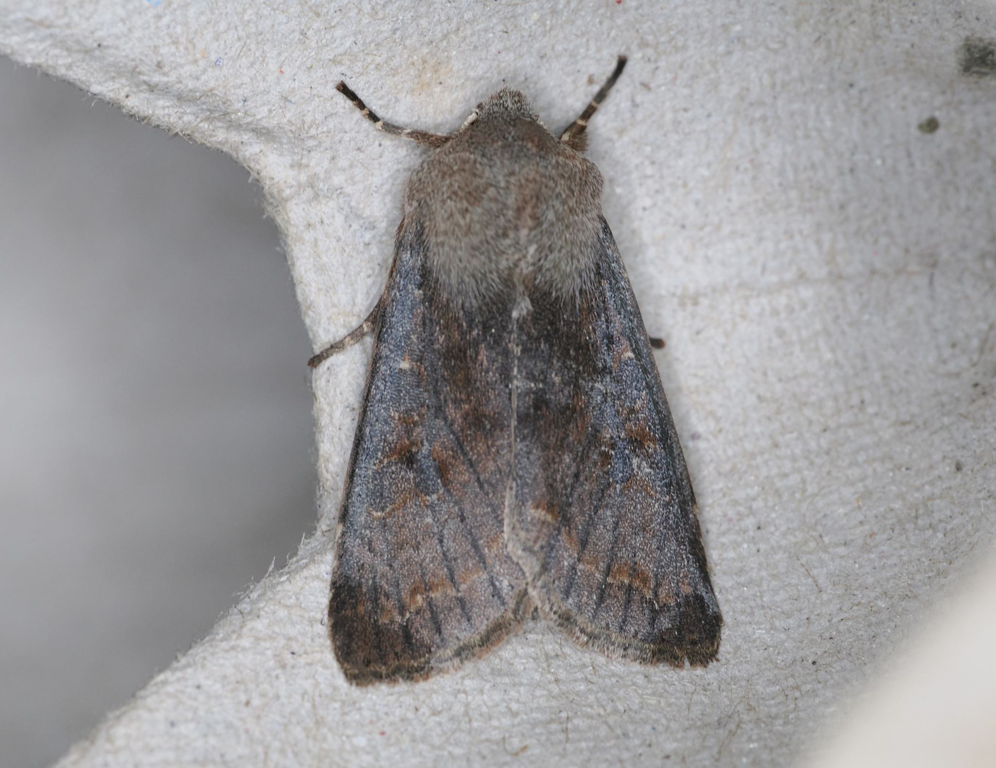 Orthosia hibisci