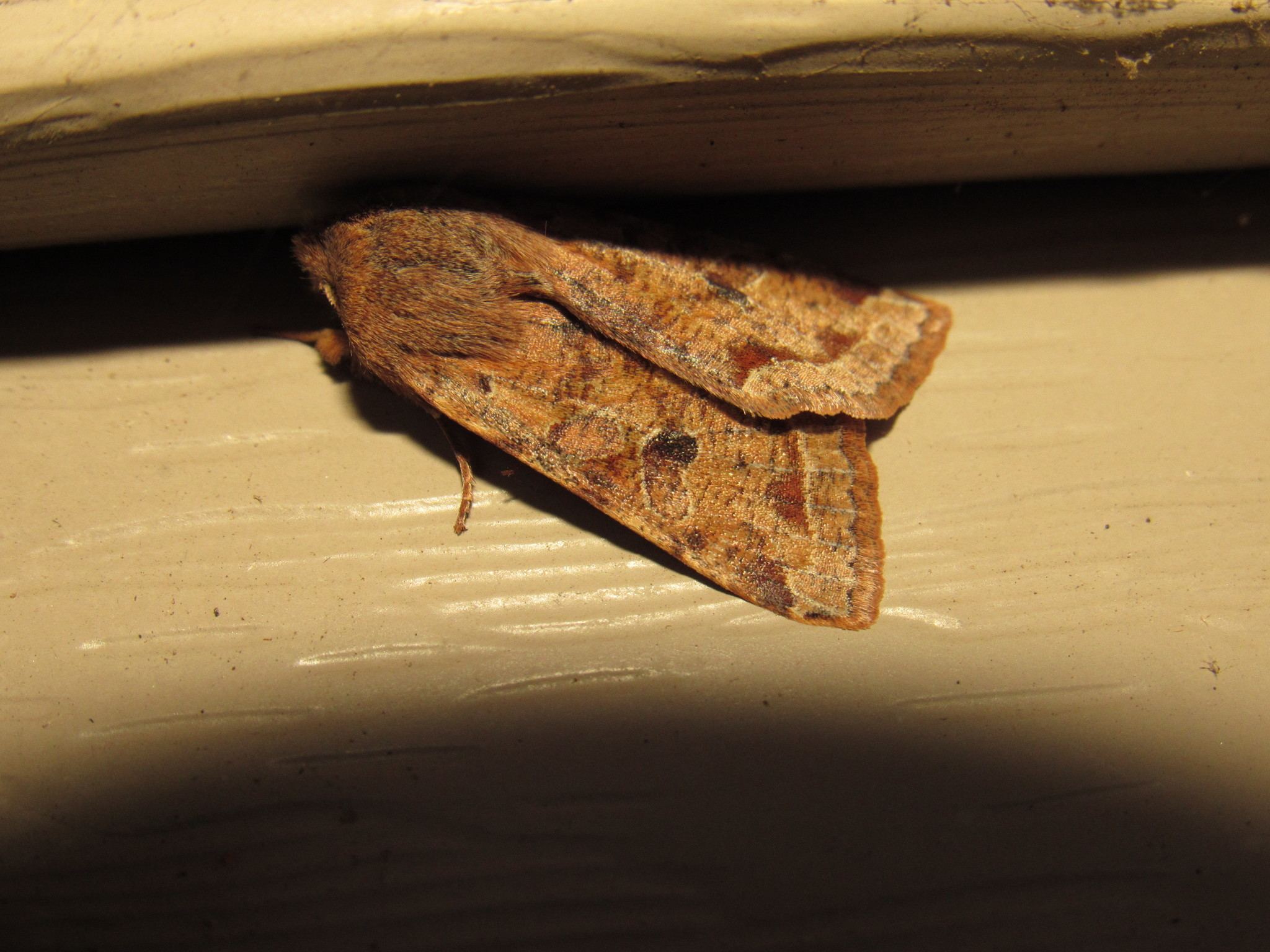 Orthosia hibisci