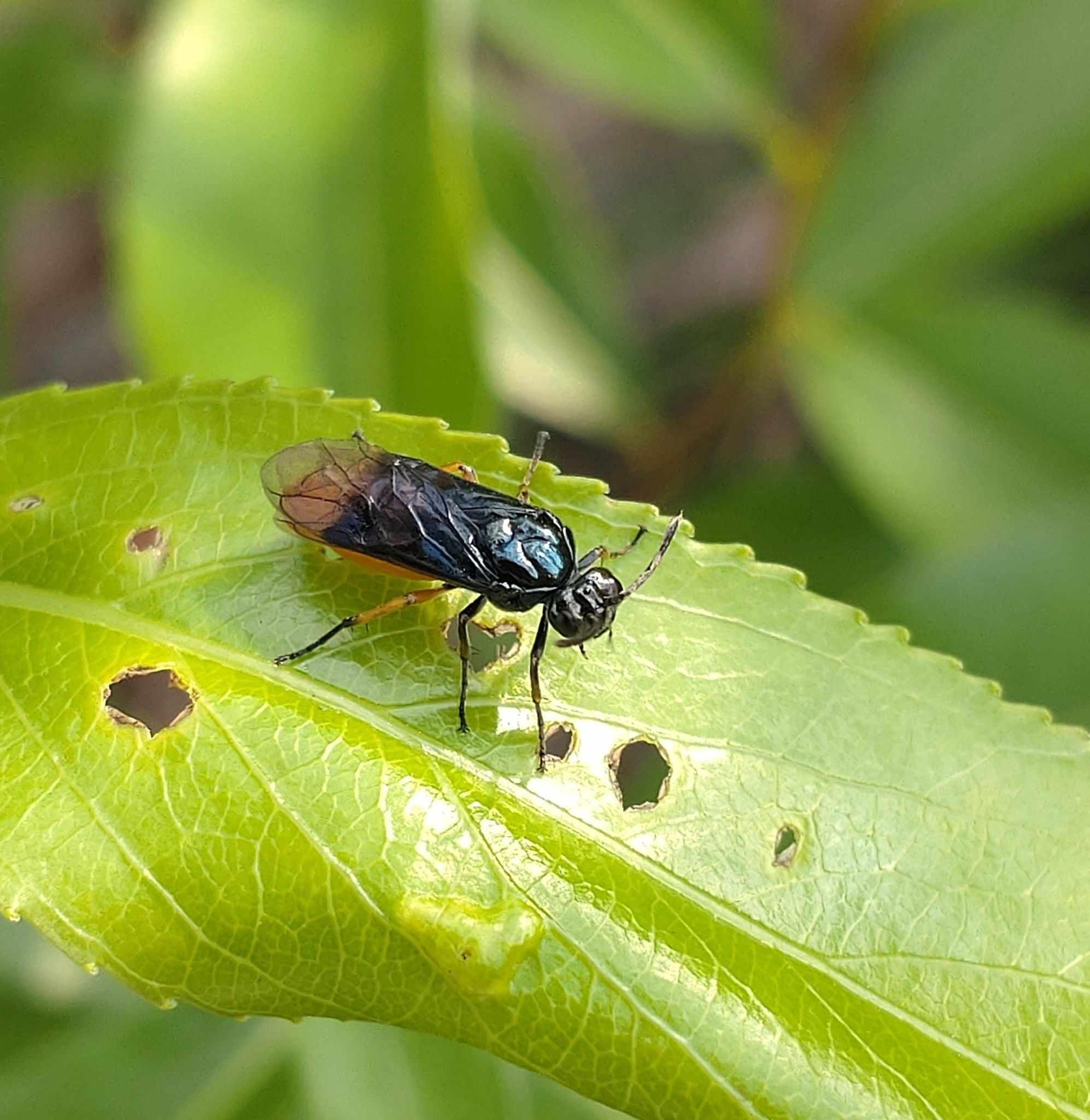 Arge nipponensis