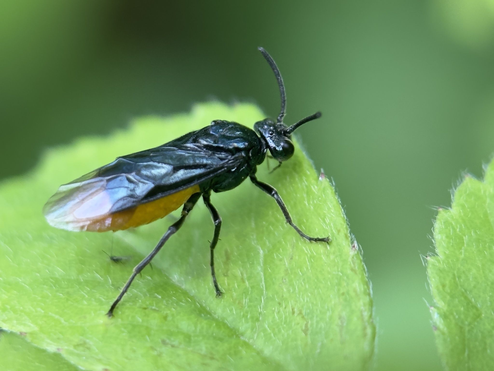 Arge nipponensis