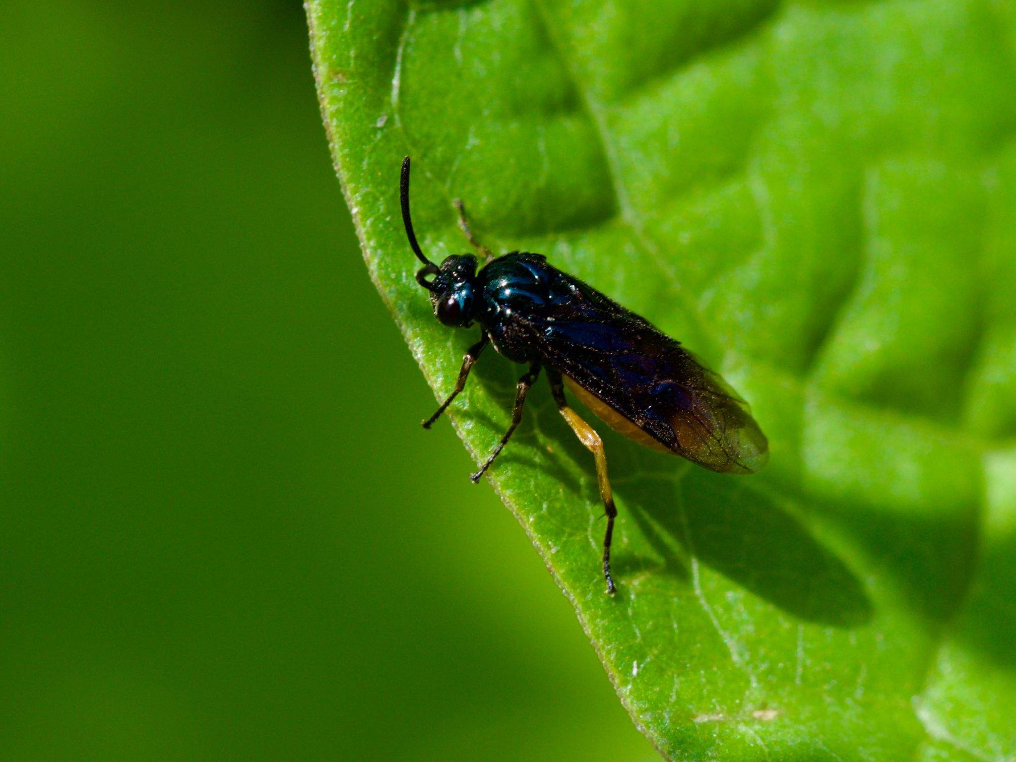 Arge nipponensis