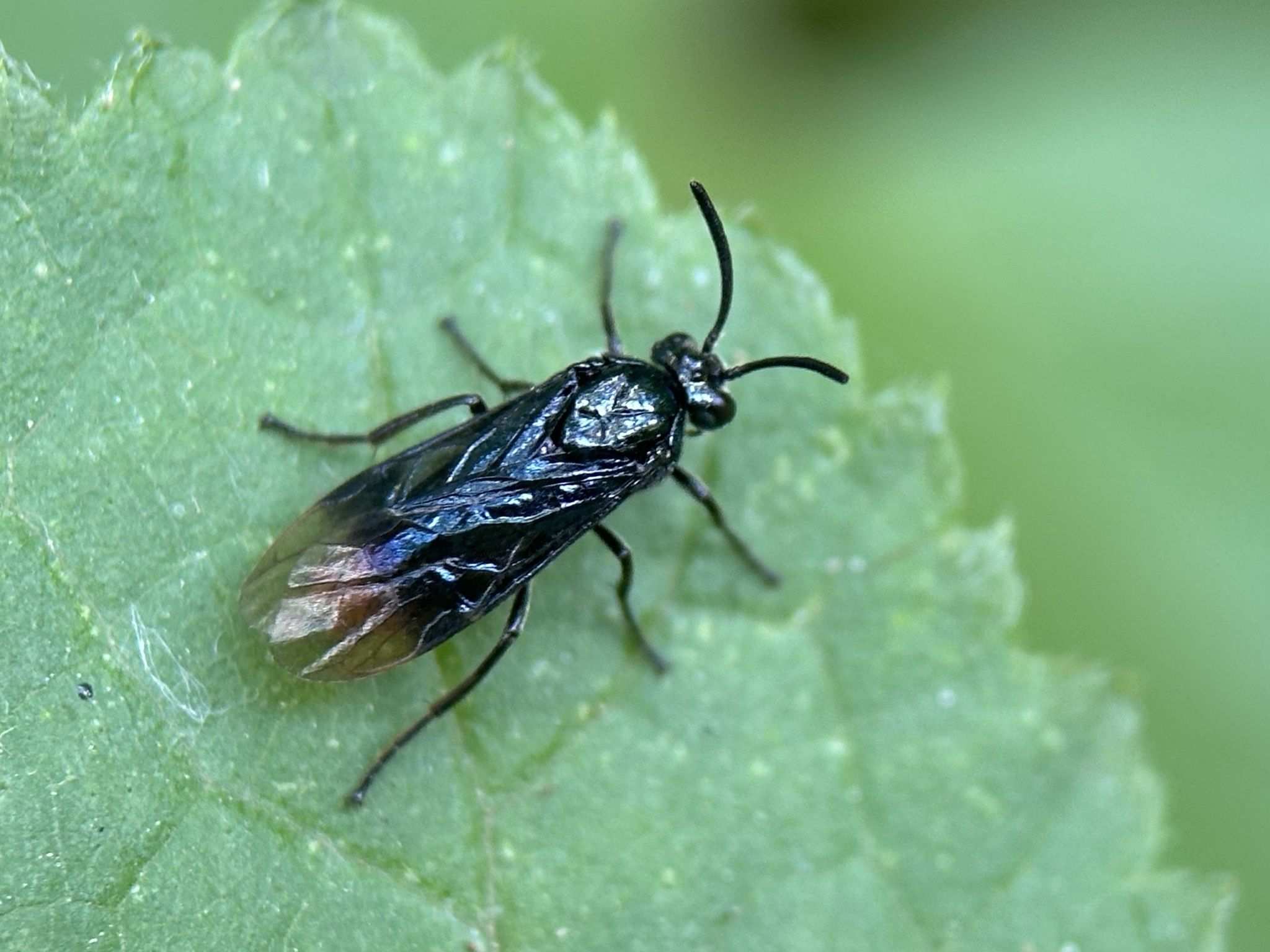 Arge nipponensis