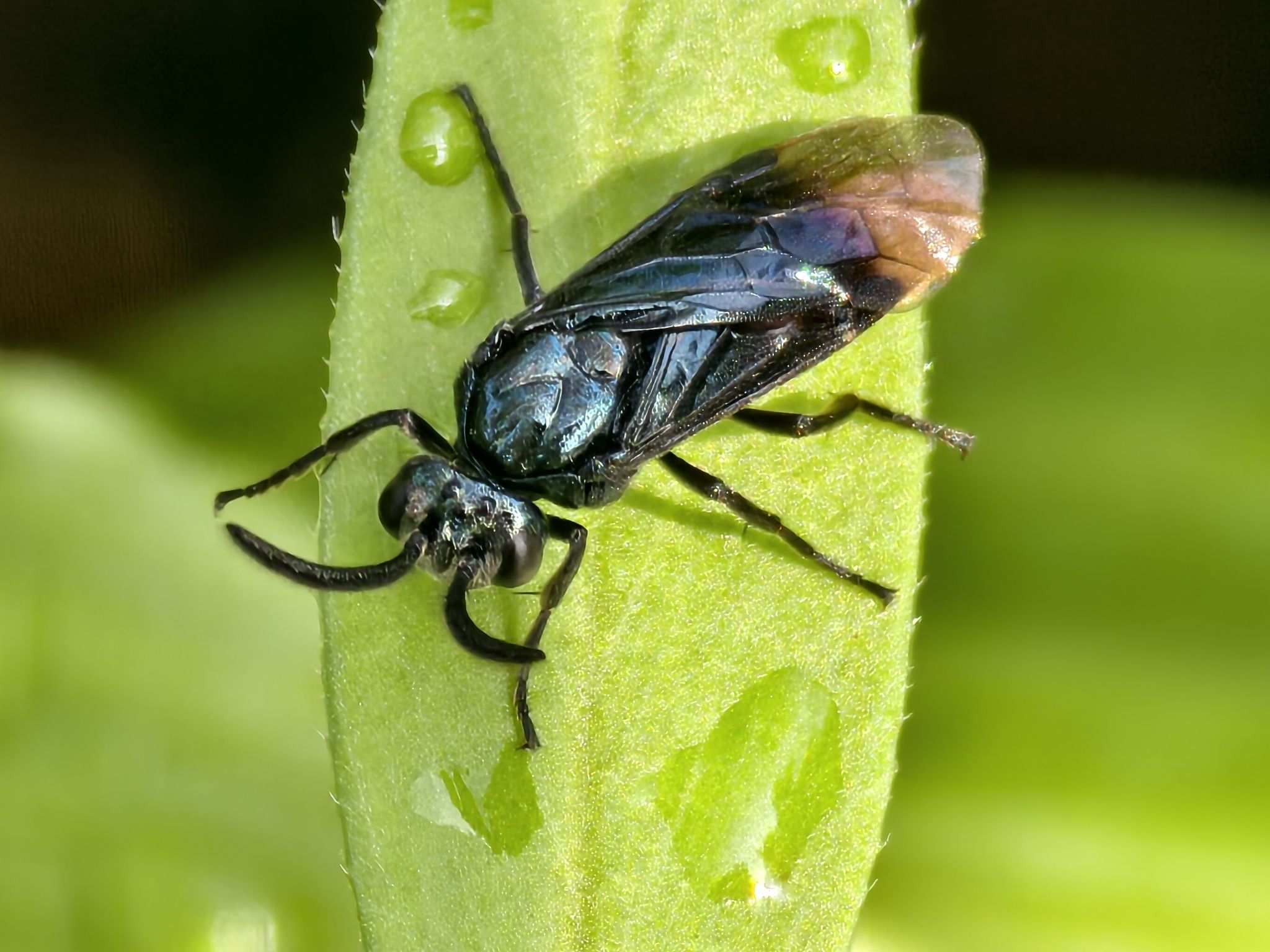 Arge nipponensis