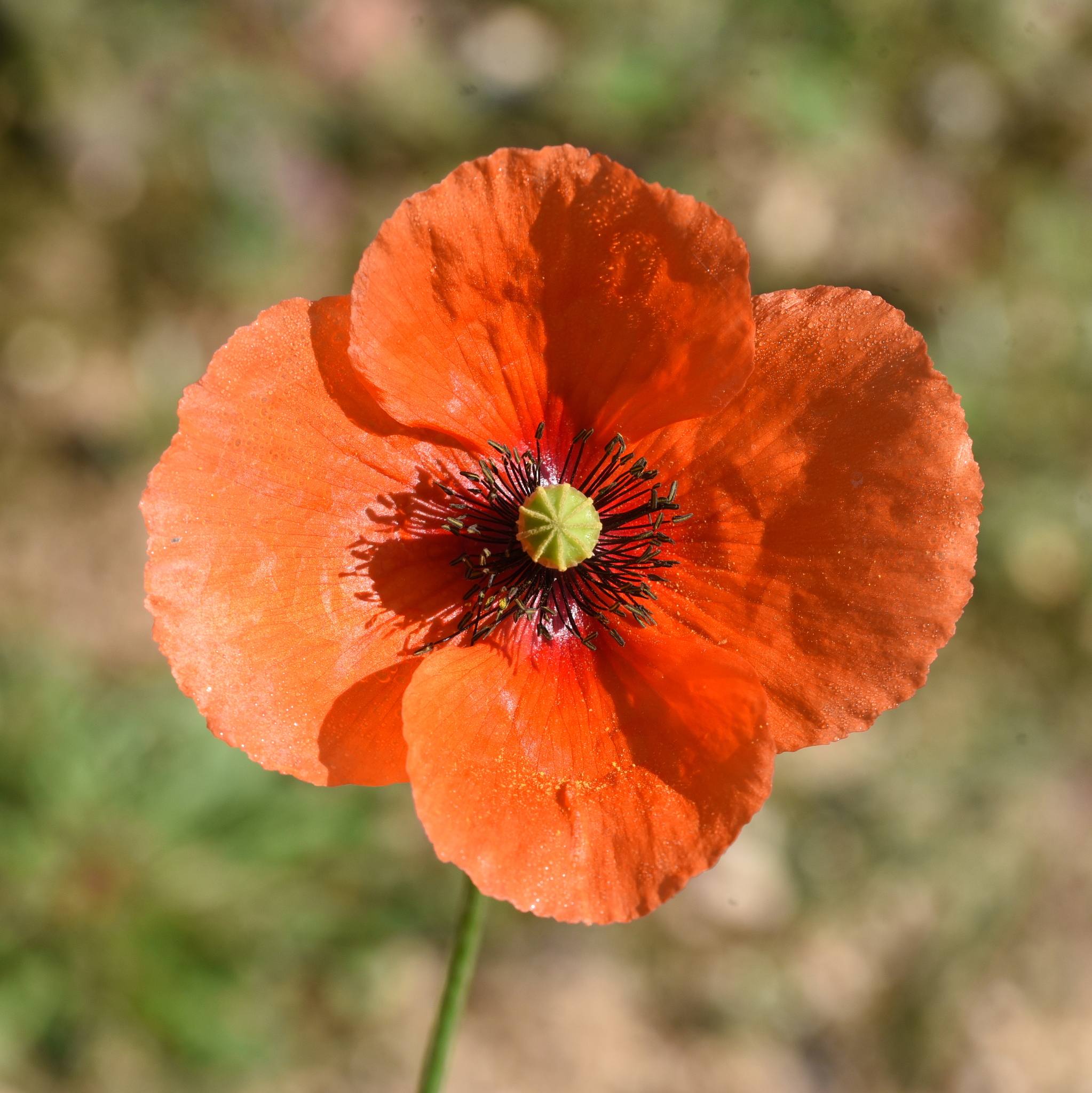 Papaver dubium