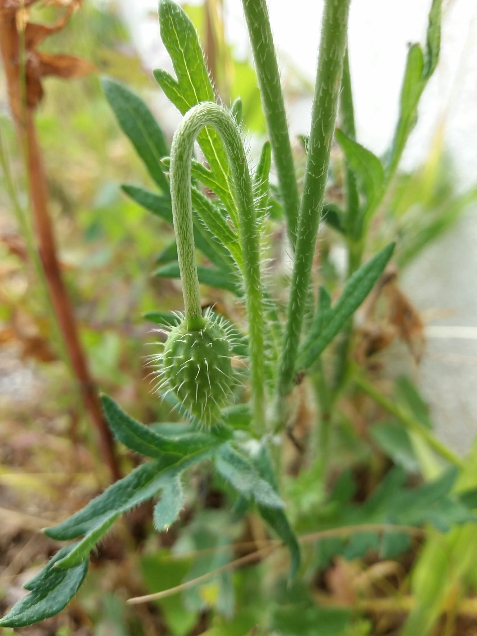 Papaver dubium