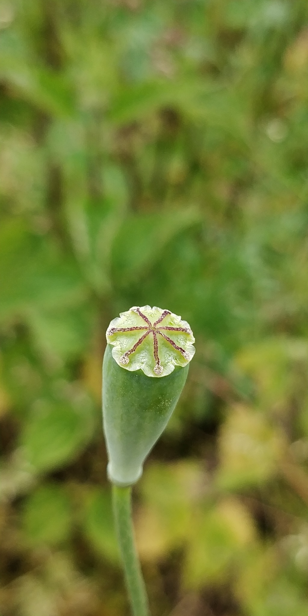 Papaver dubium
