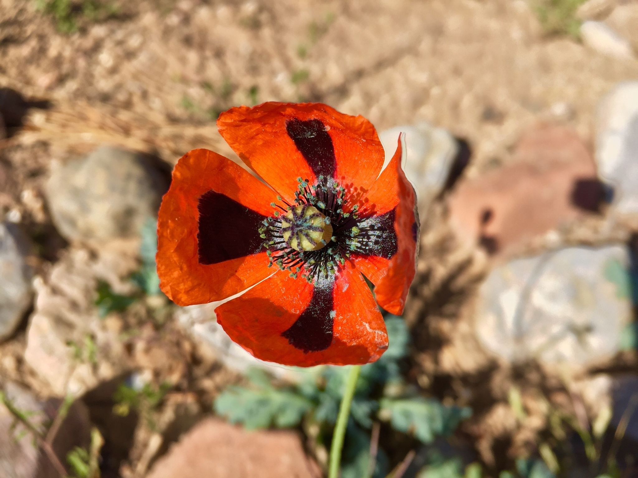 Papaver dubium