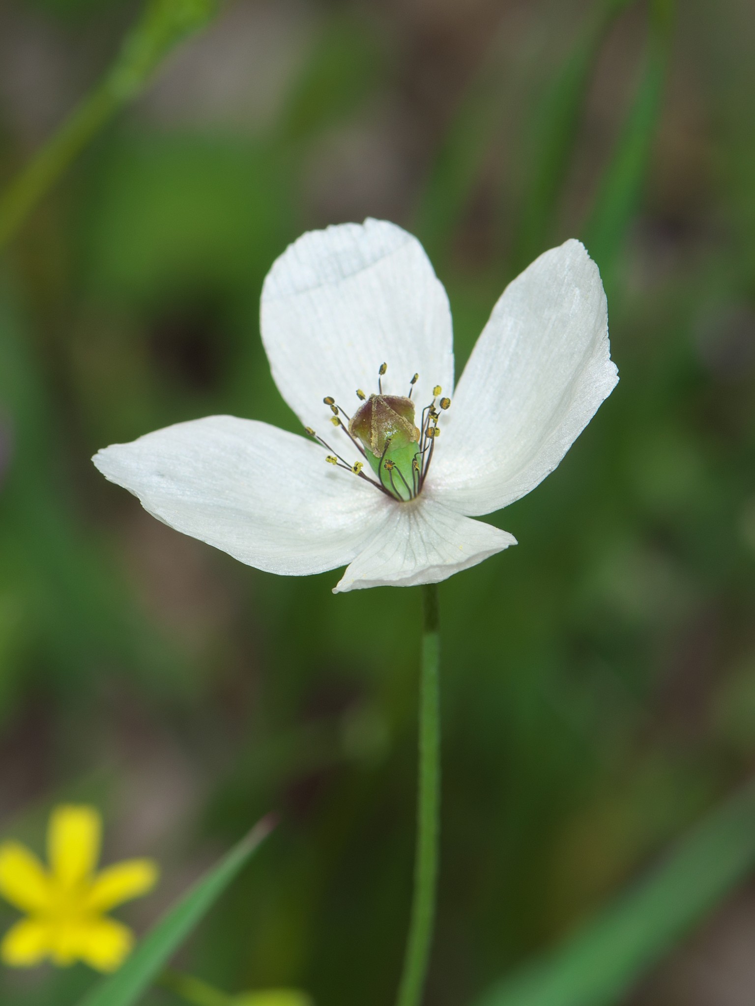 Papaver dubium
