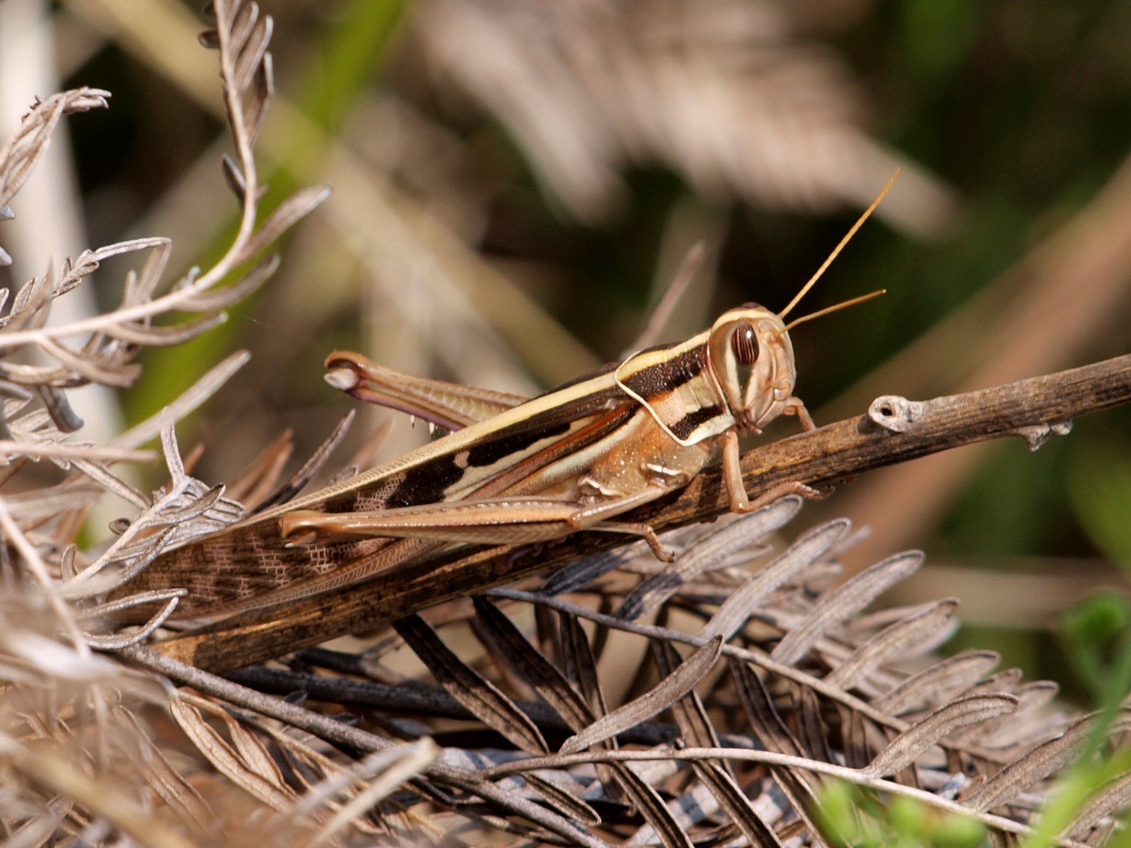 Nomadacris septemfasciata