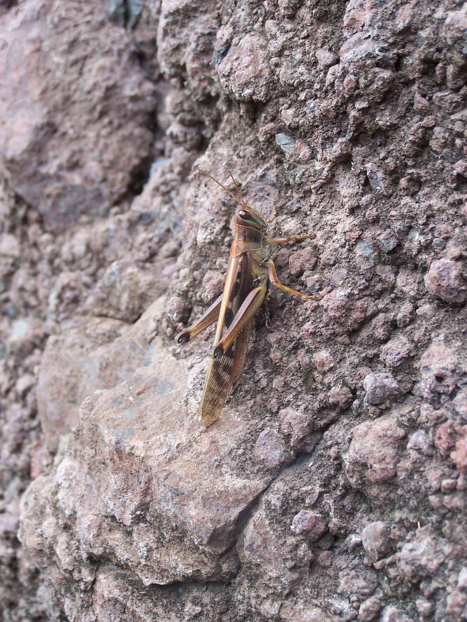 Nomadacris septemfasciata