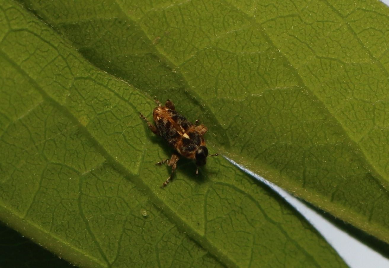 Pempherulus affinis