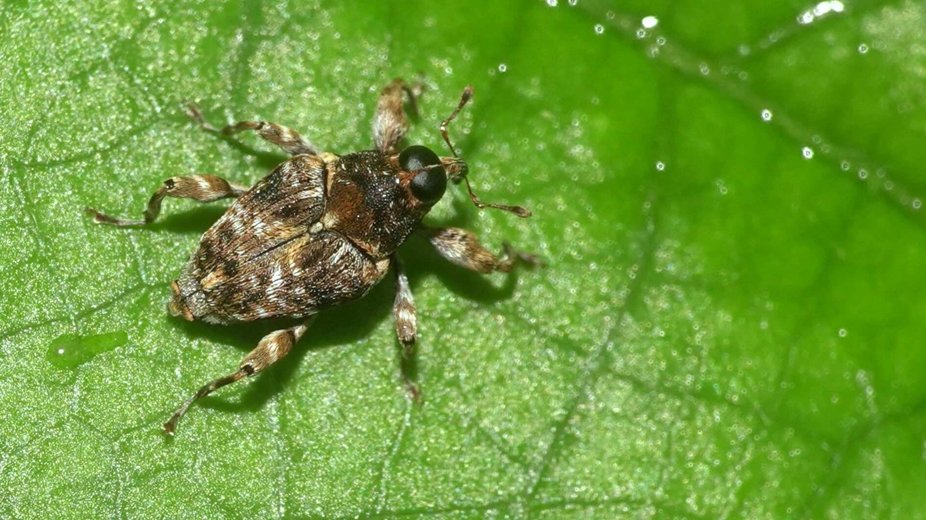 Pempherulus affinis
