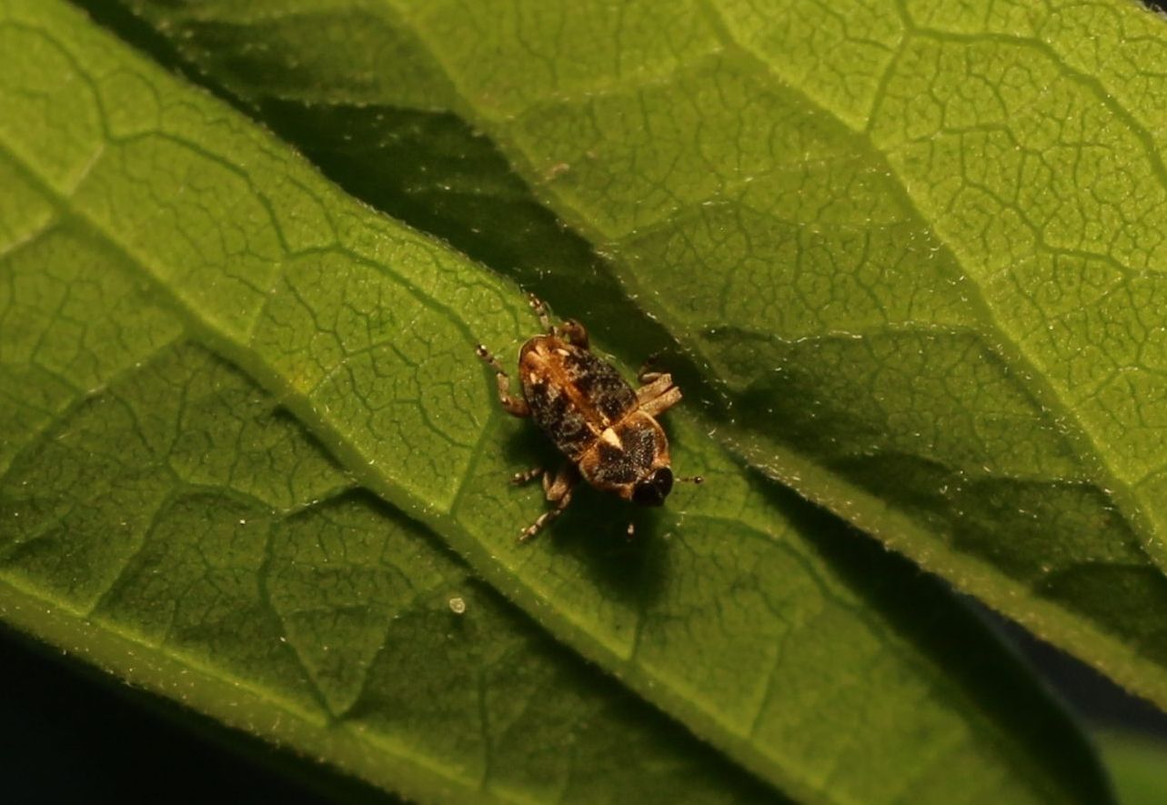 Pempherulus affinis