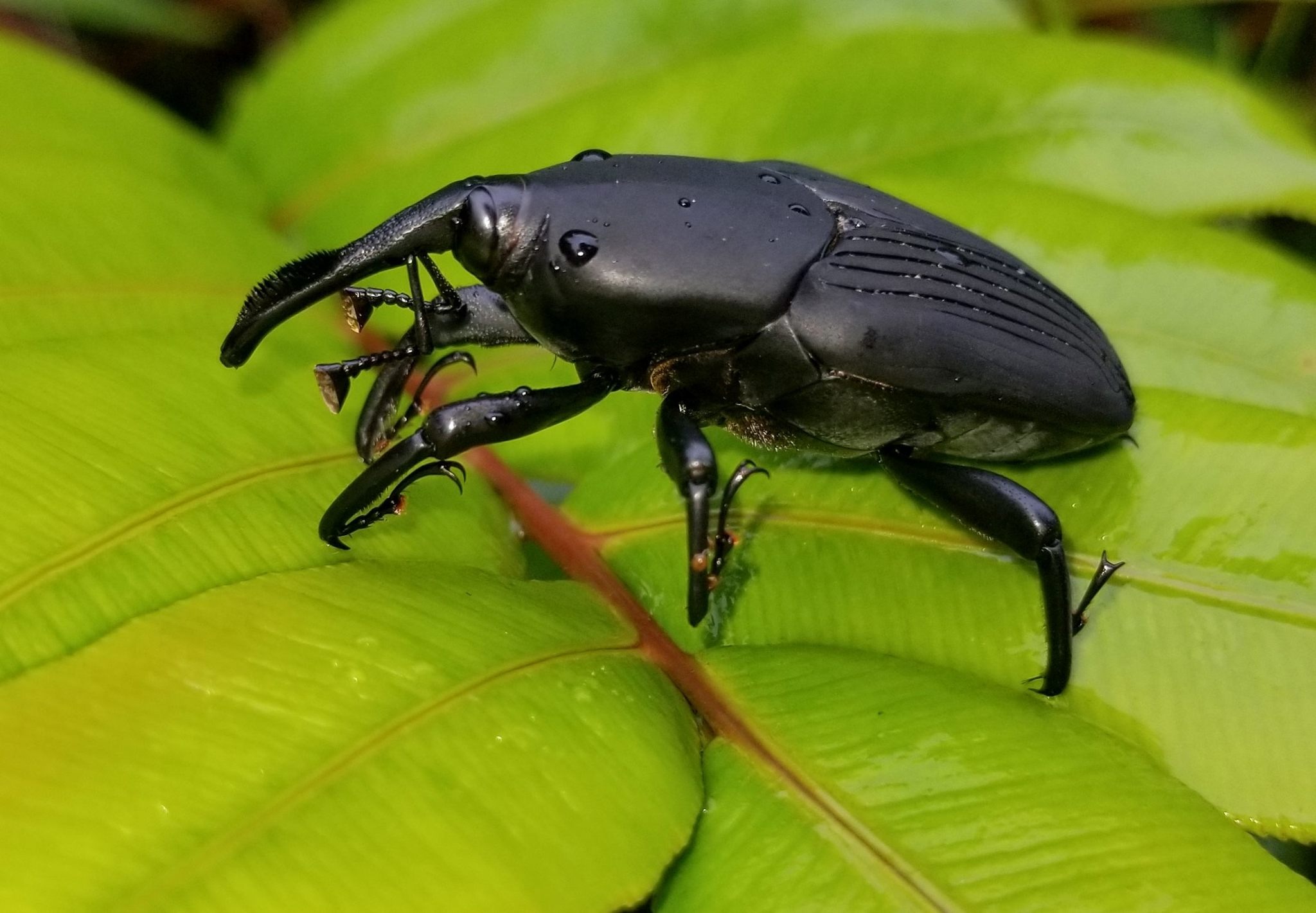 Rhynchophorus palmarum