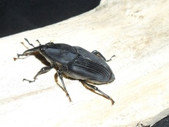 Rhynchophorus palmarum