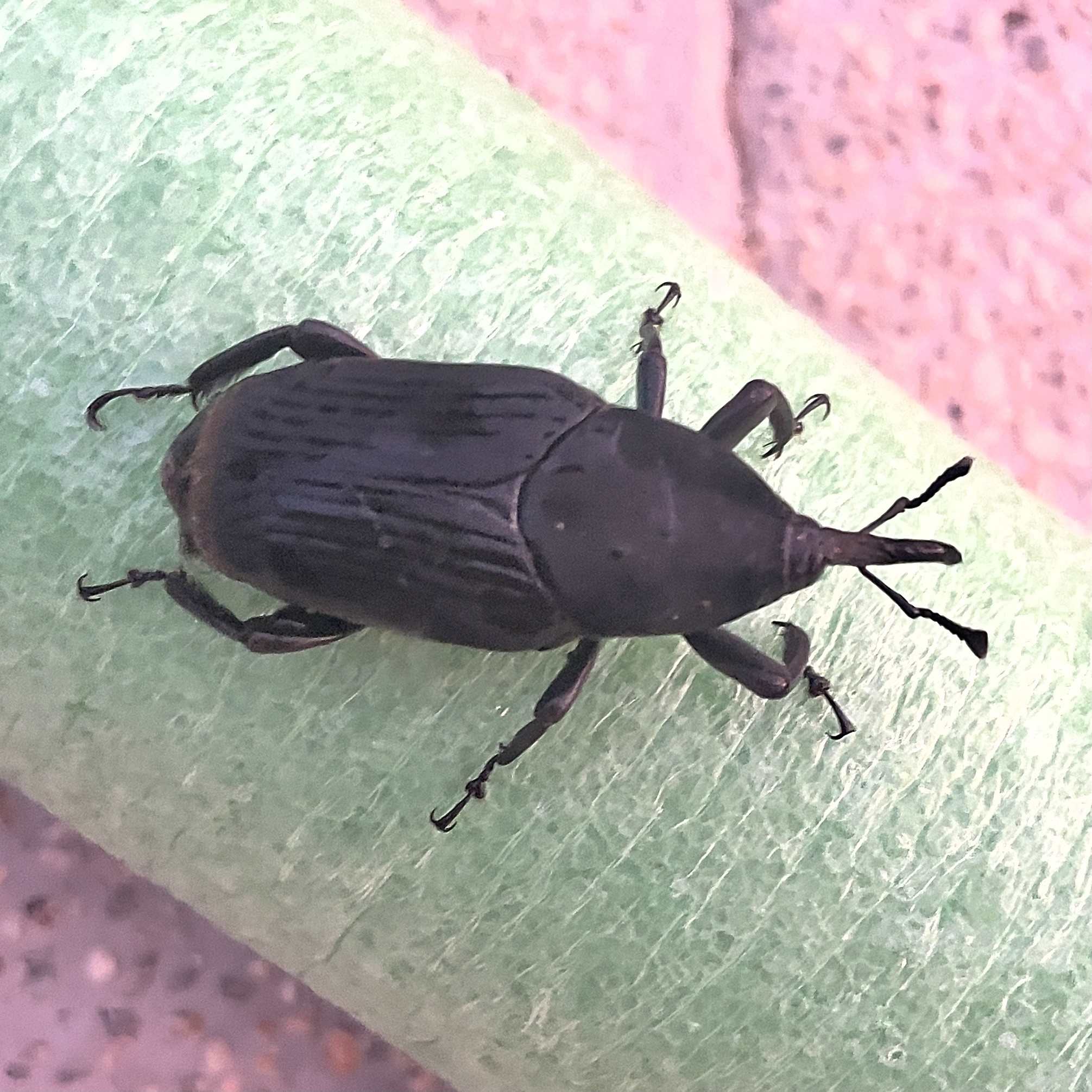 Rhynchophorus palmarum