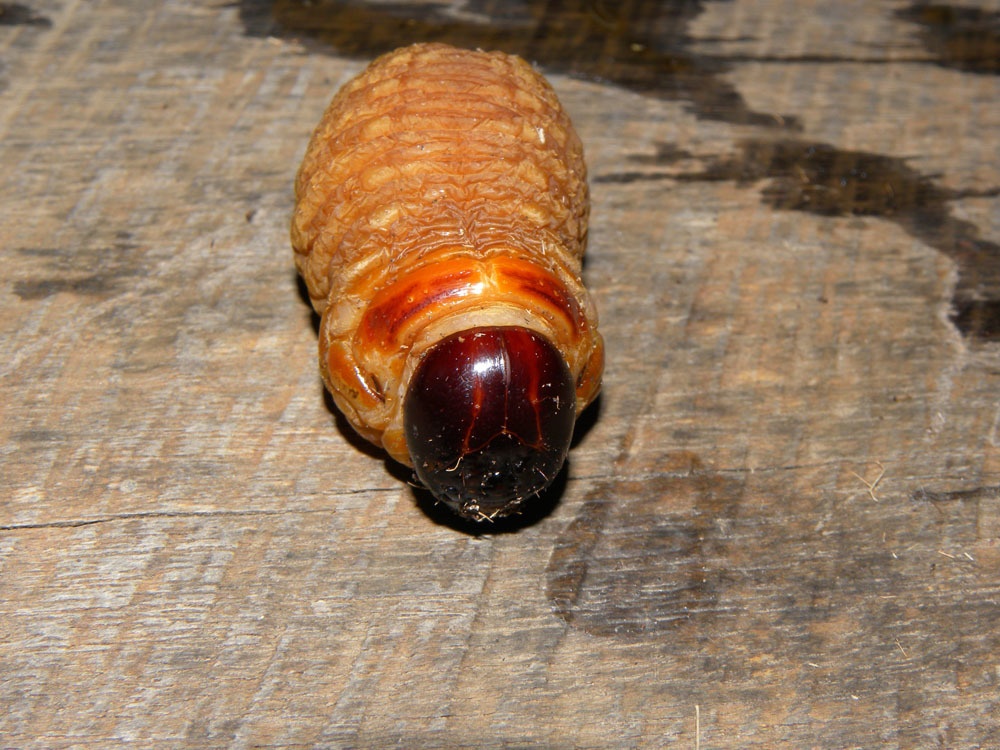 Rhynchophorus palmarum