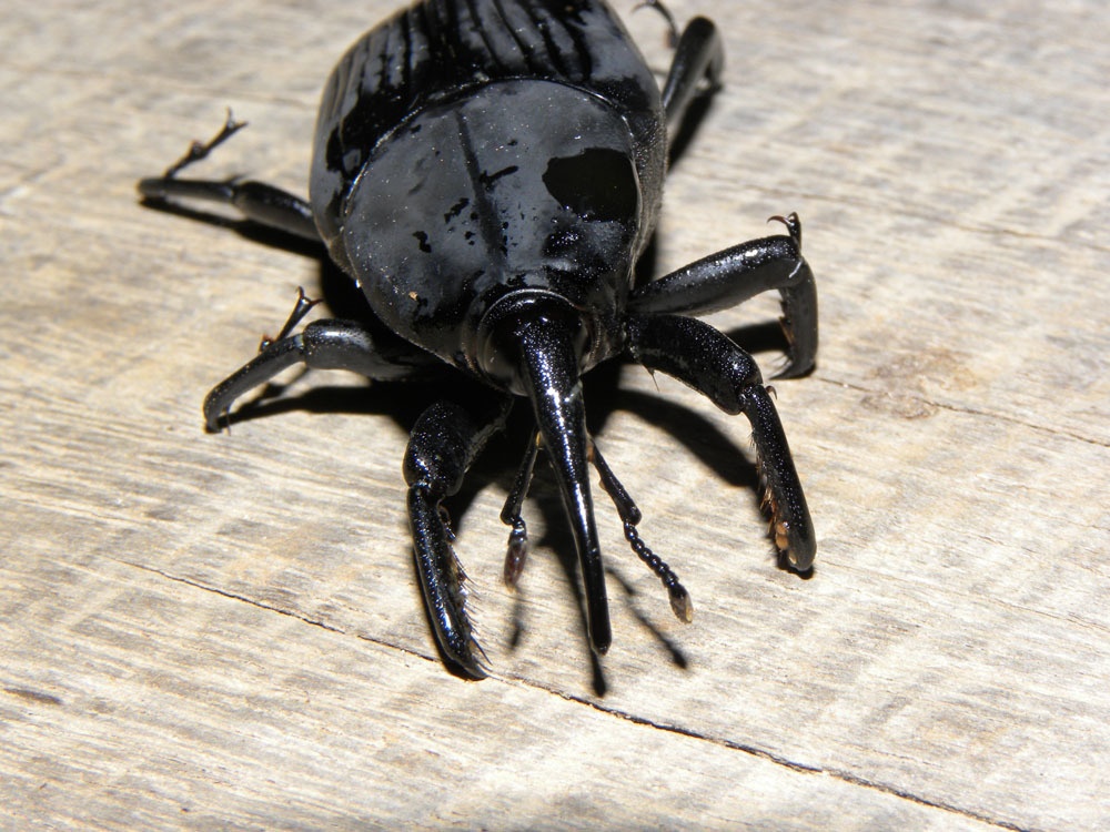 Rhynchophorus palmarum