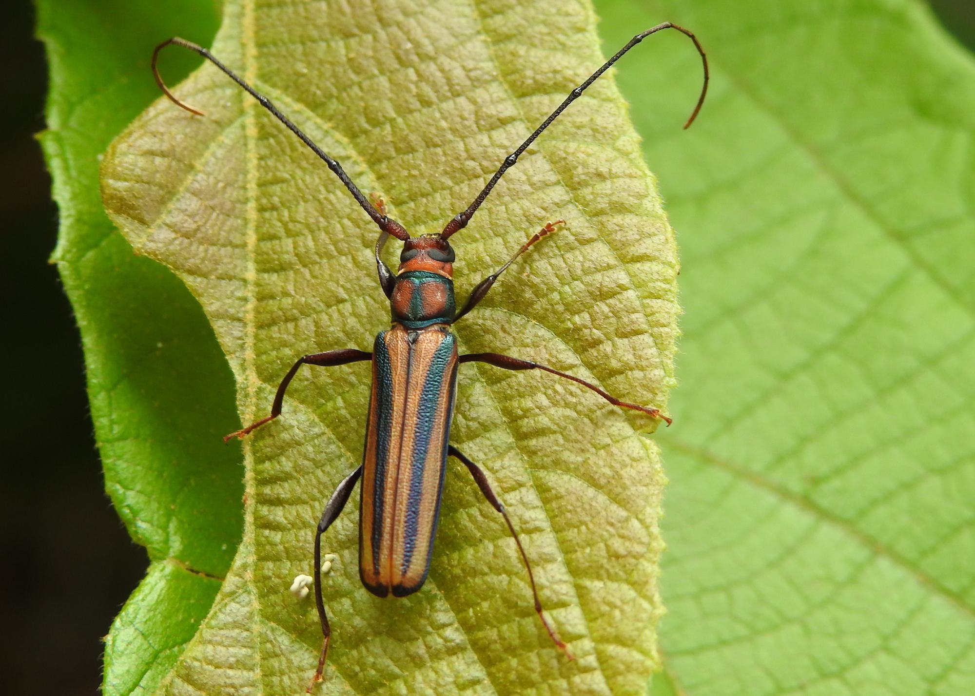 Xystrocera
