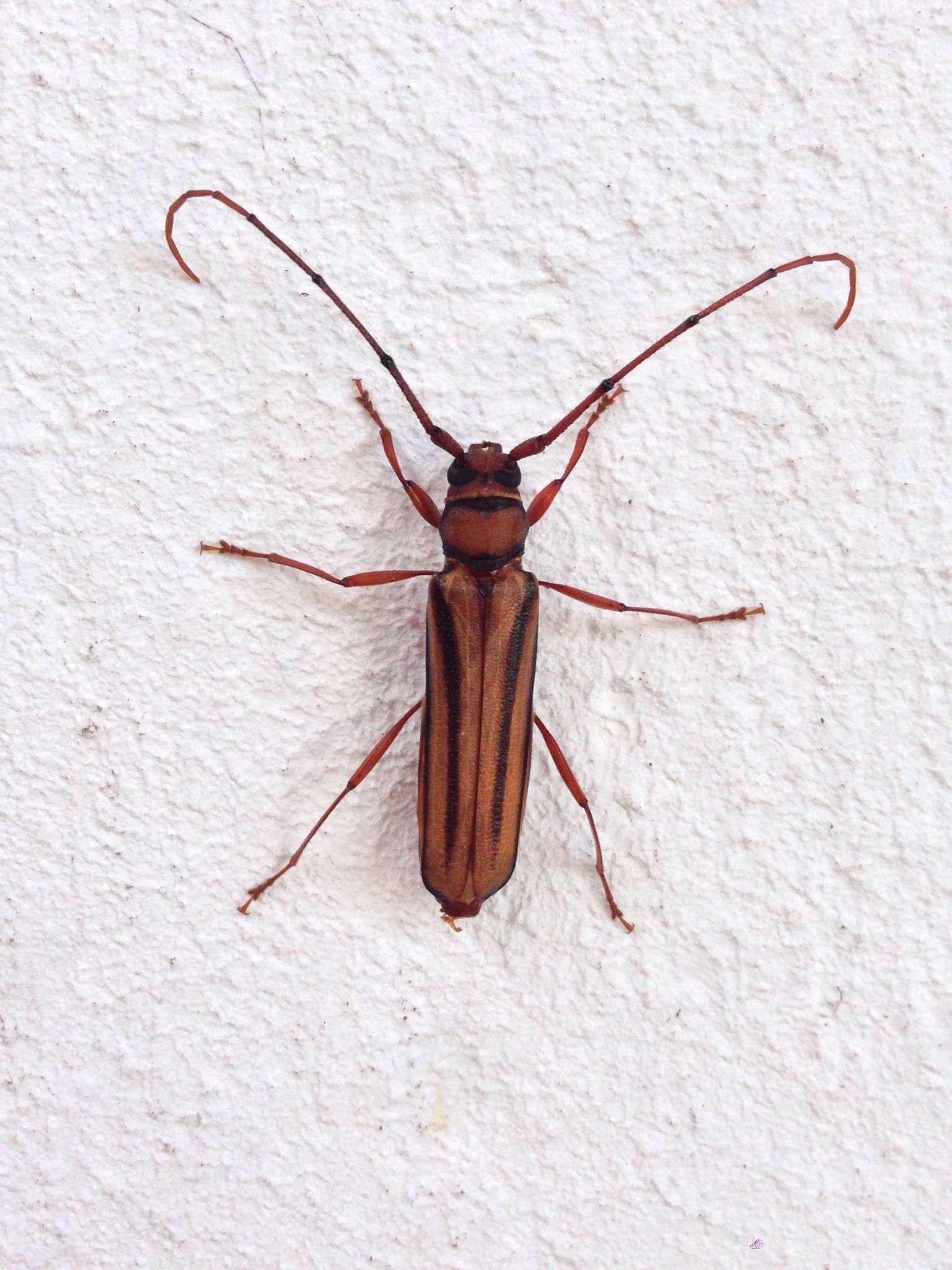 Xystrocera