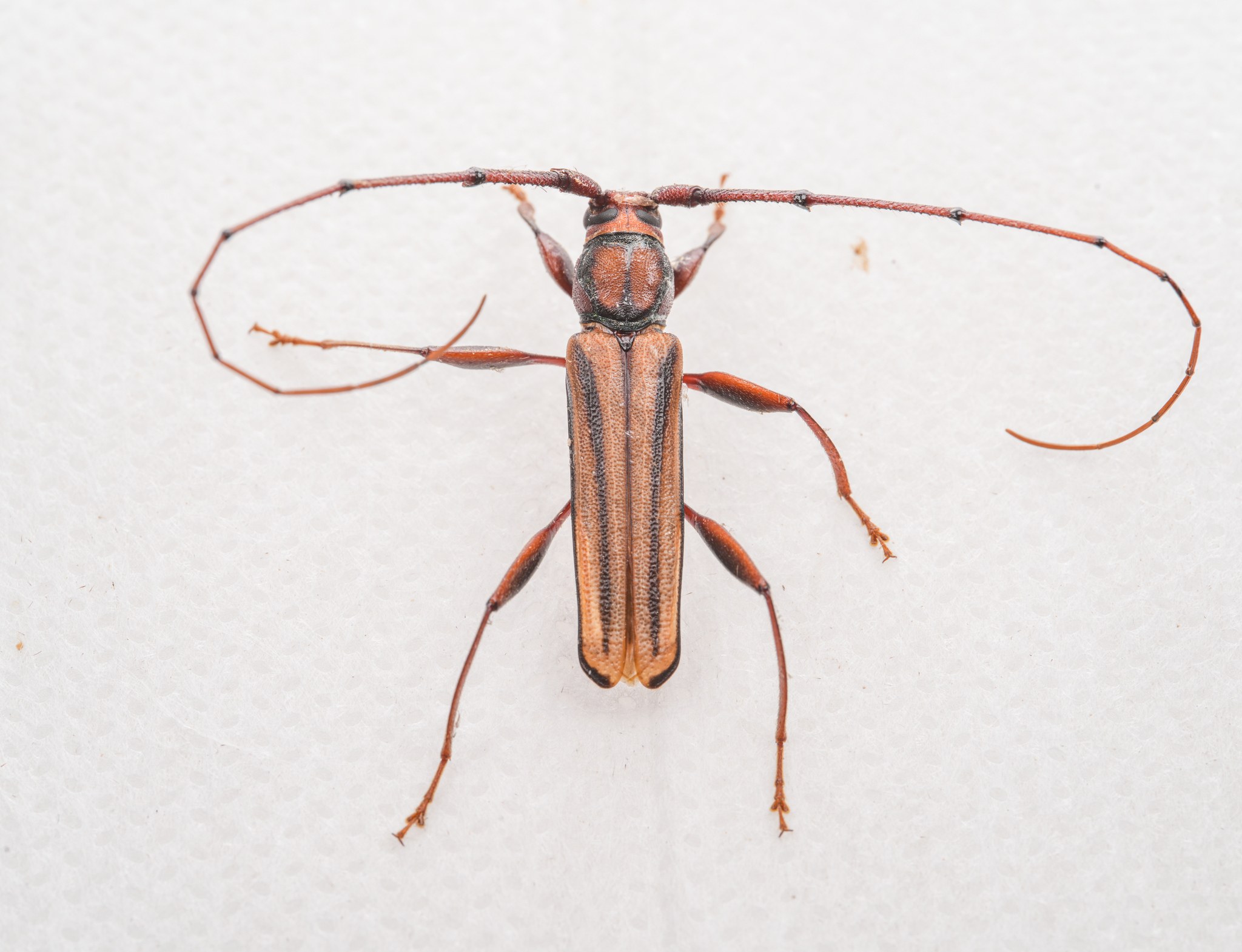 Xystrocera