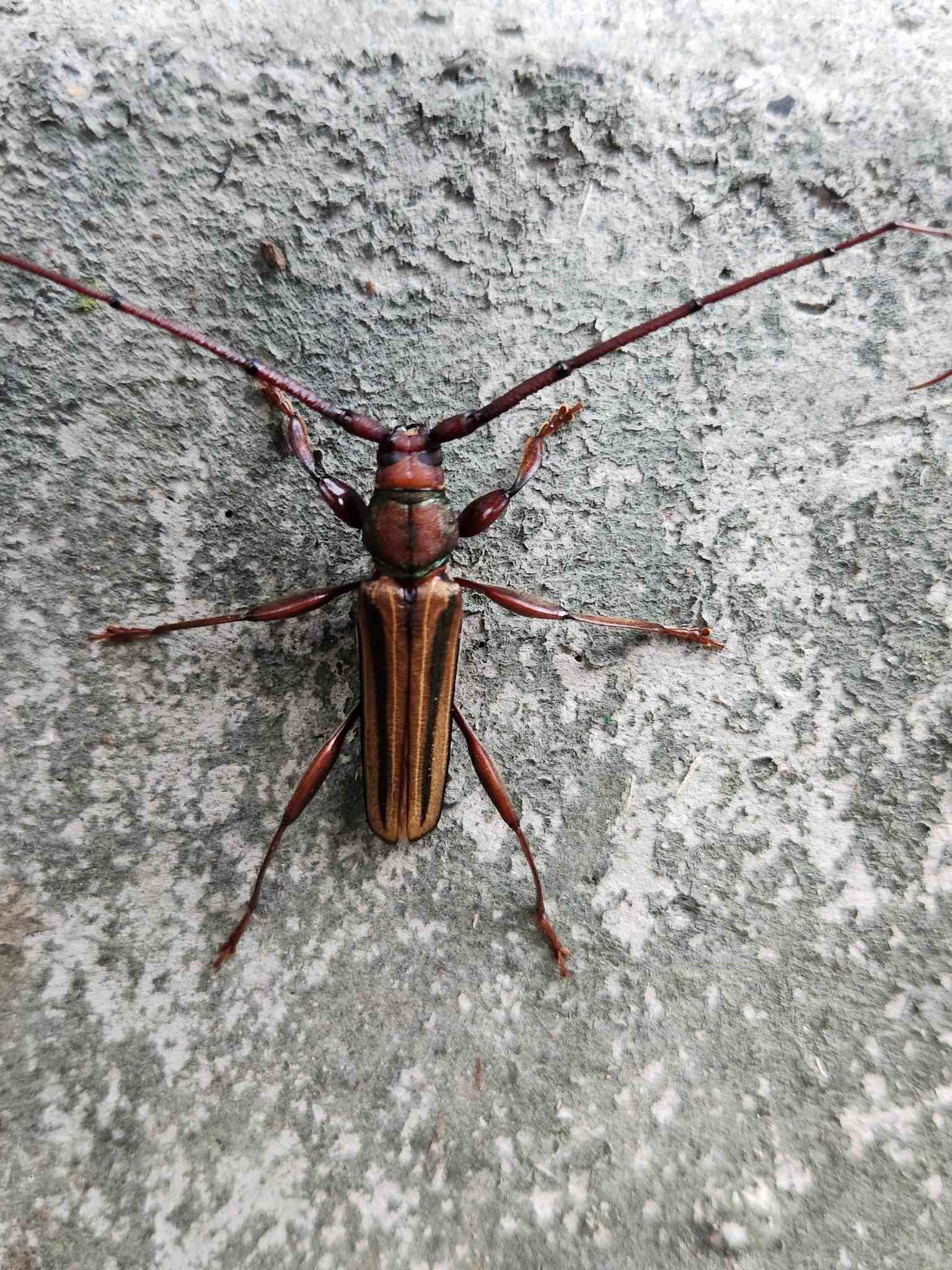 Xystrocera