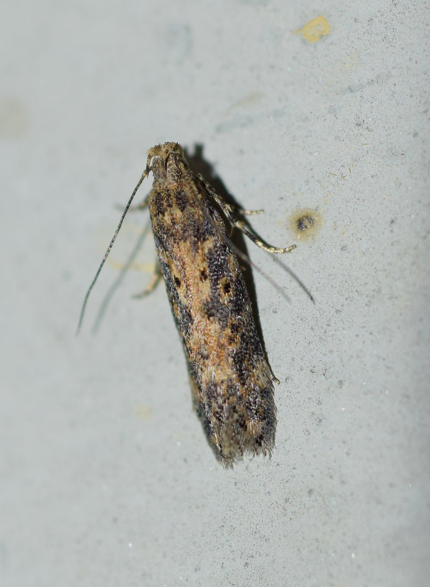 Scrobipalpa ocellatella