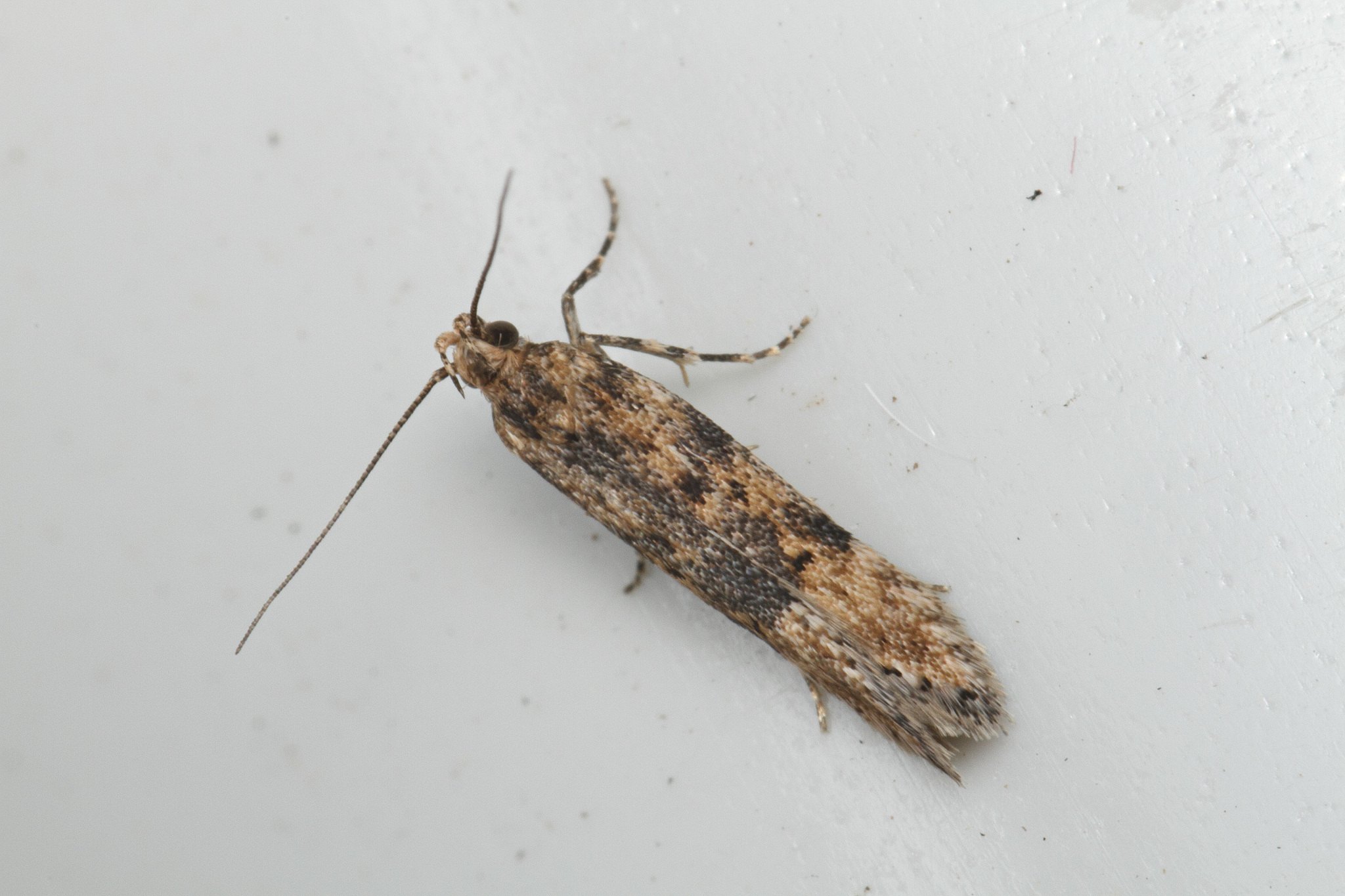Scrobipalpa ocellatella