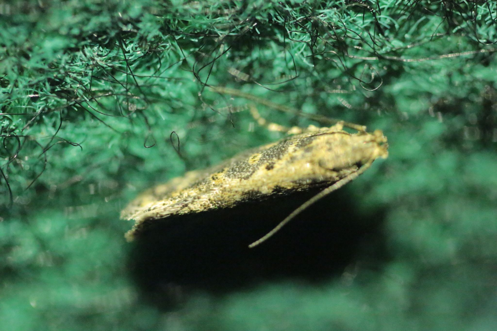 Scrobipalpa ocellatella