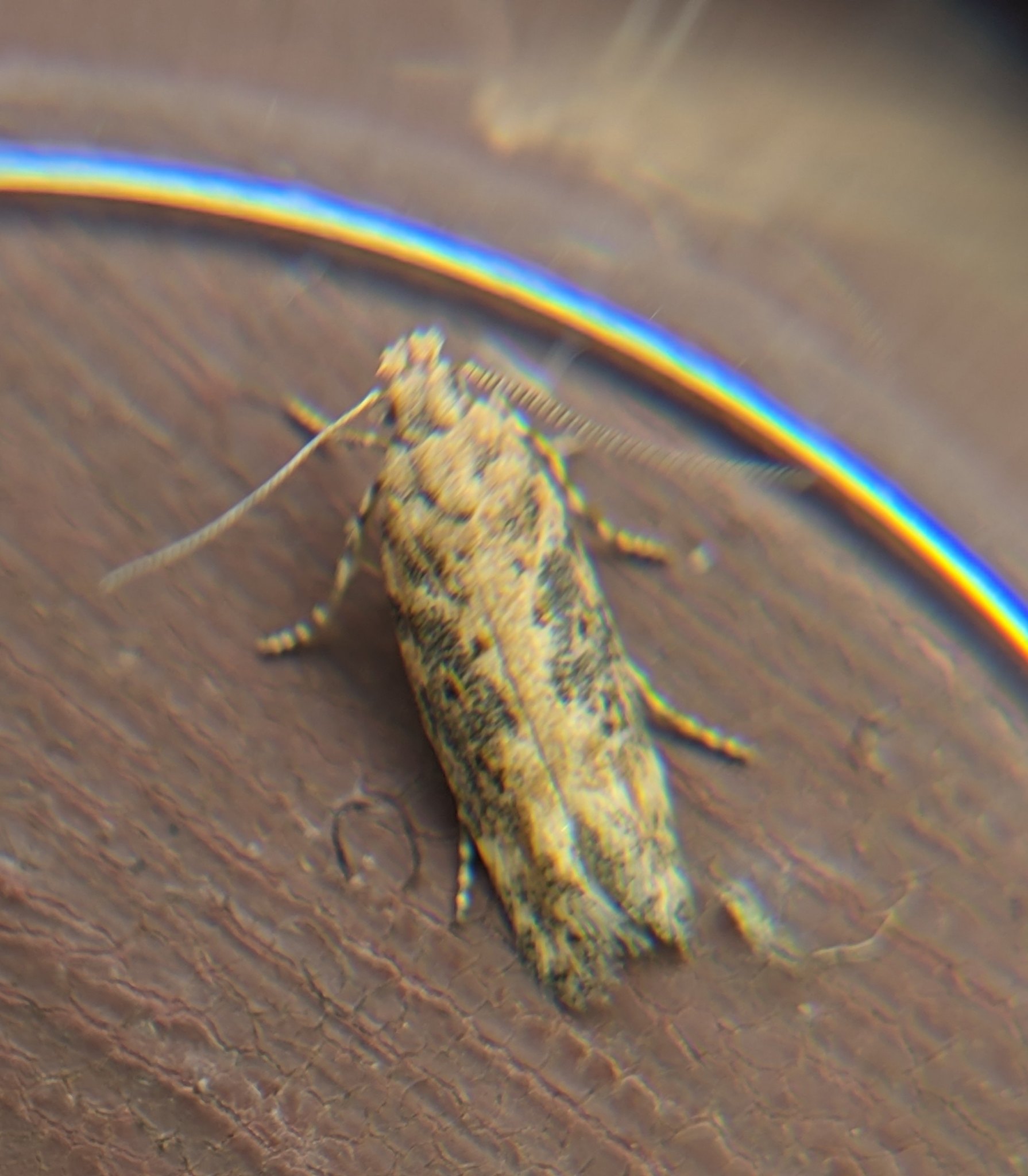 Scrobipalpa ocellatella