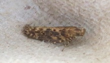 Scrobipalpa ocellatella