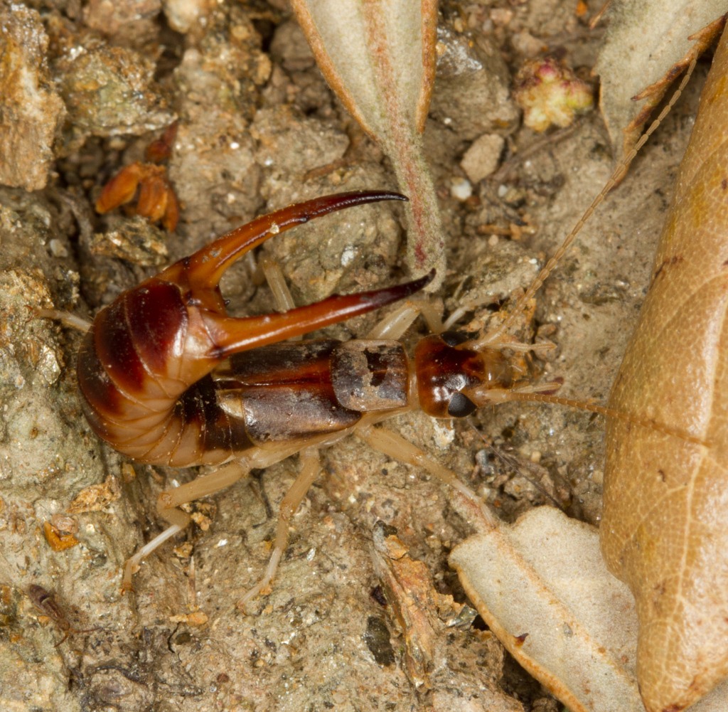 Labidura riparia