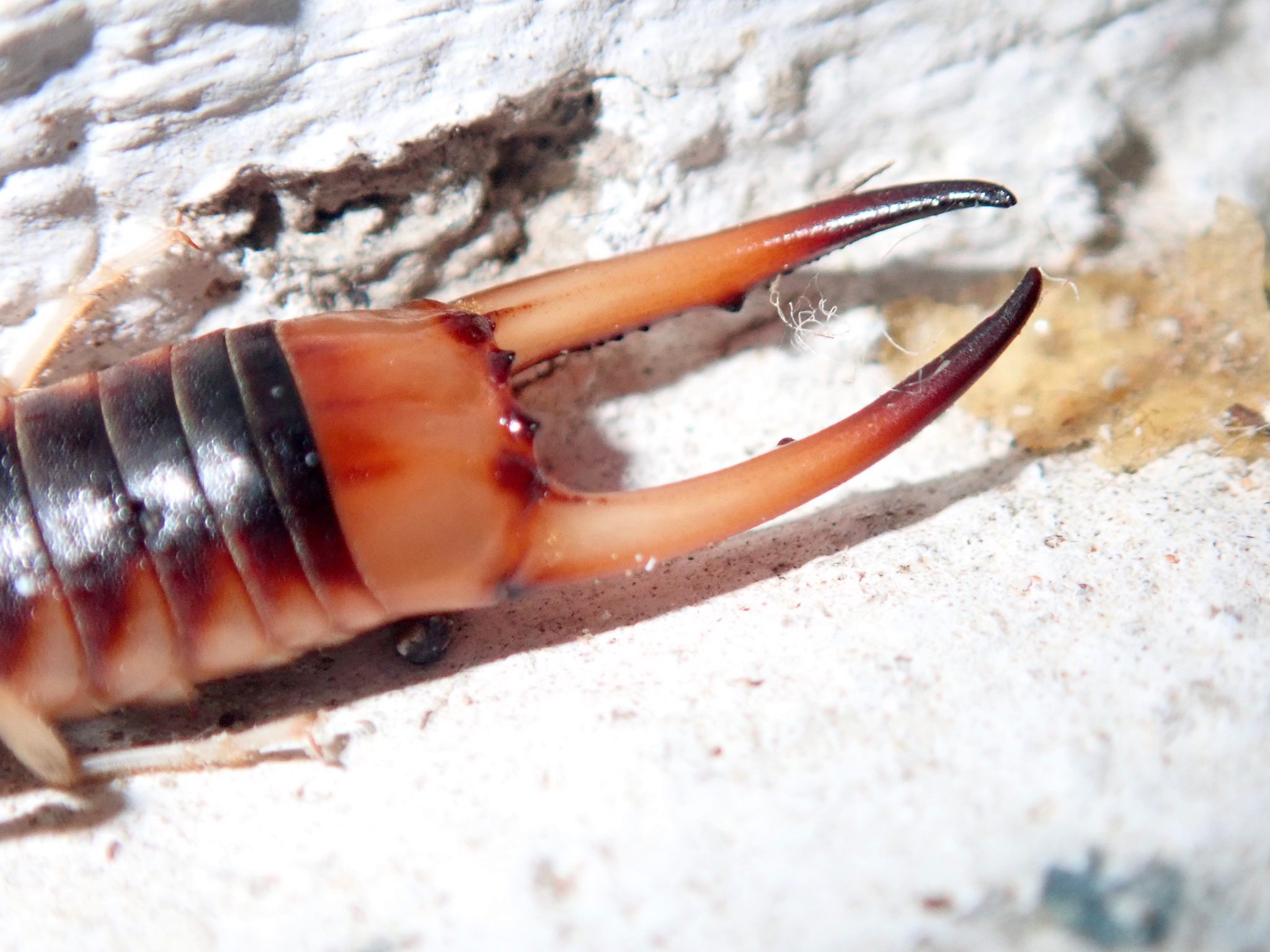 Labidura riparia