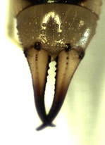 Labidura riparia