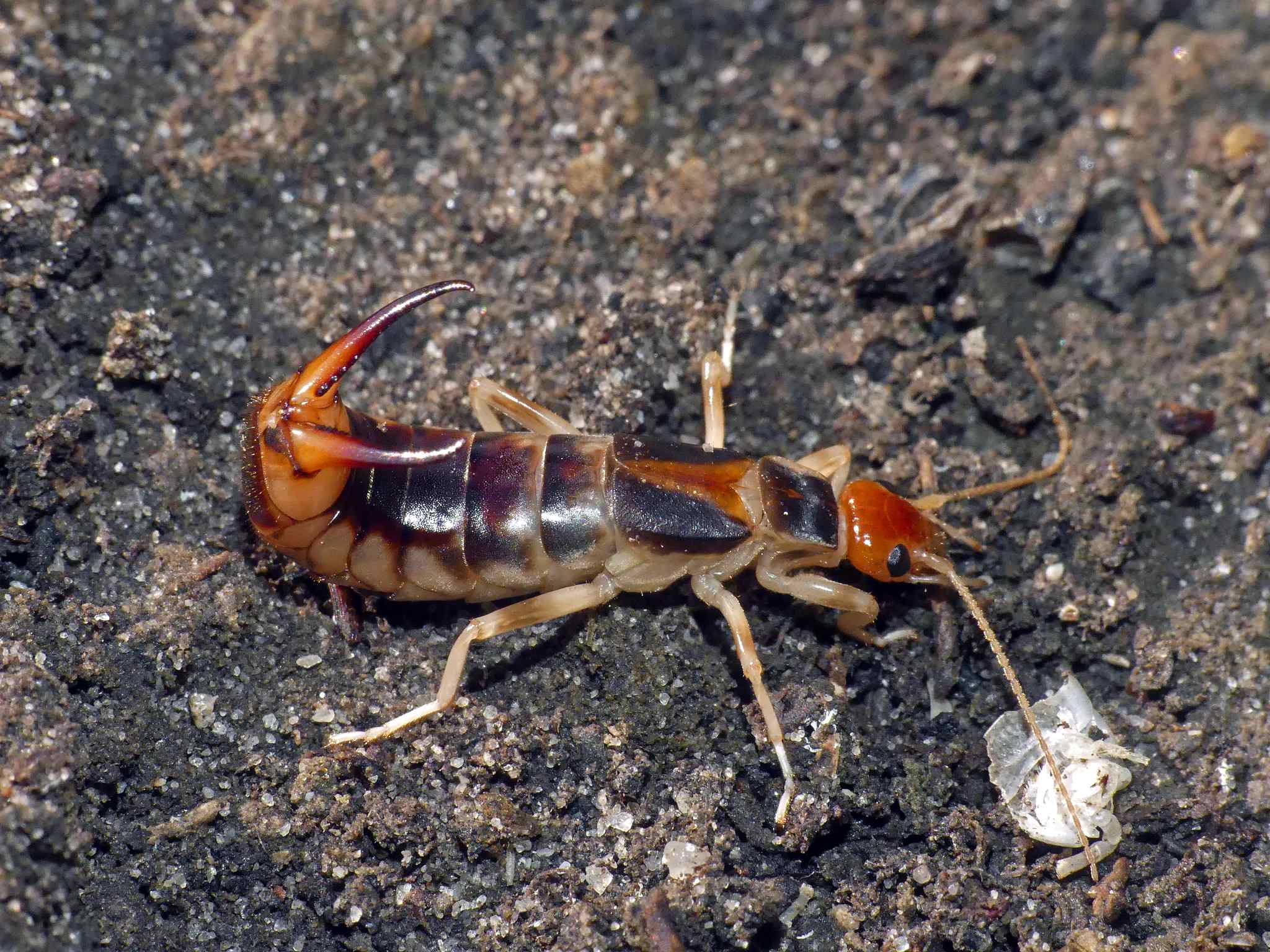 Labidura riparia