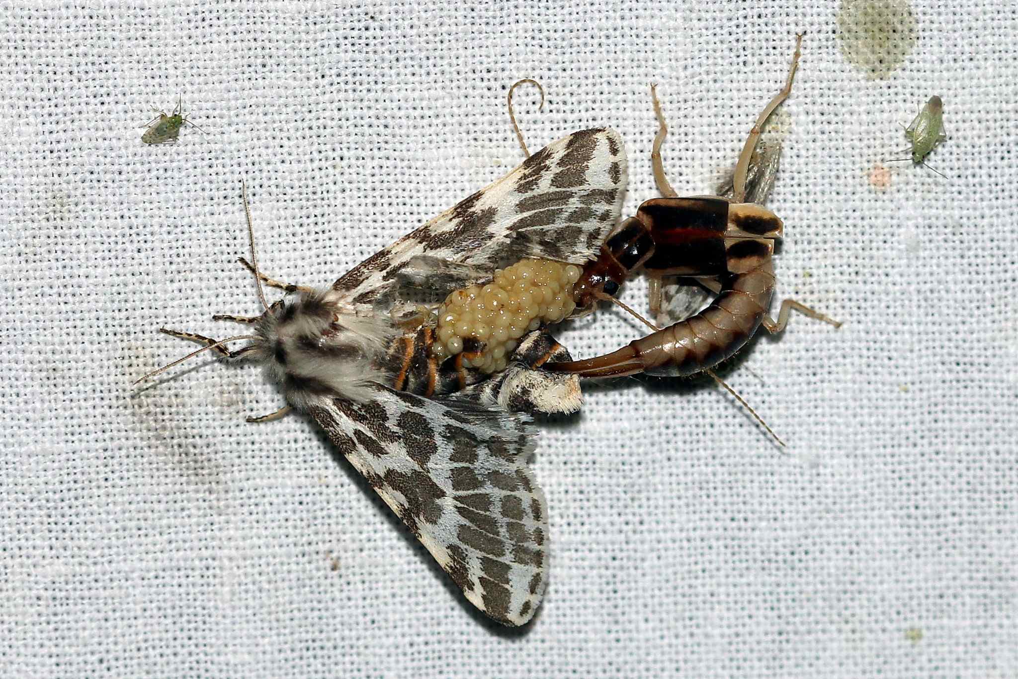 Labidura riparia