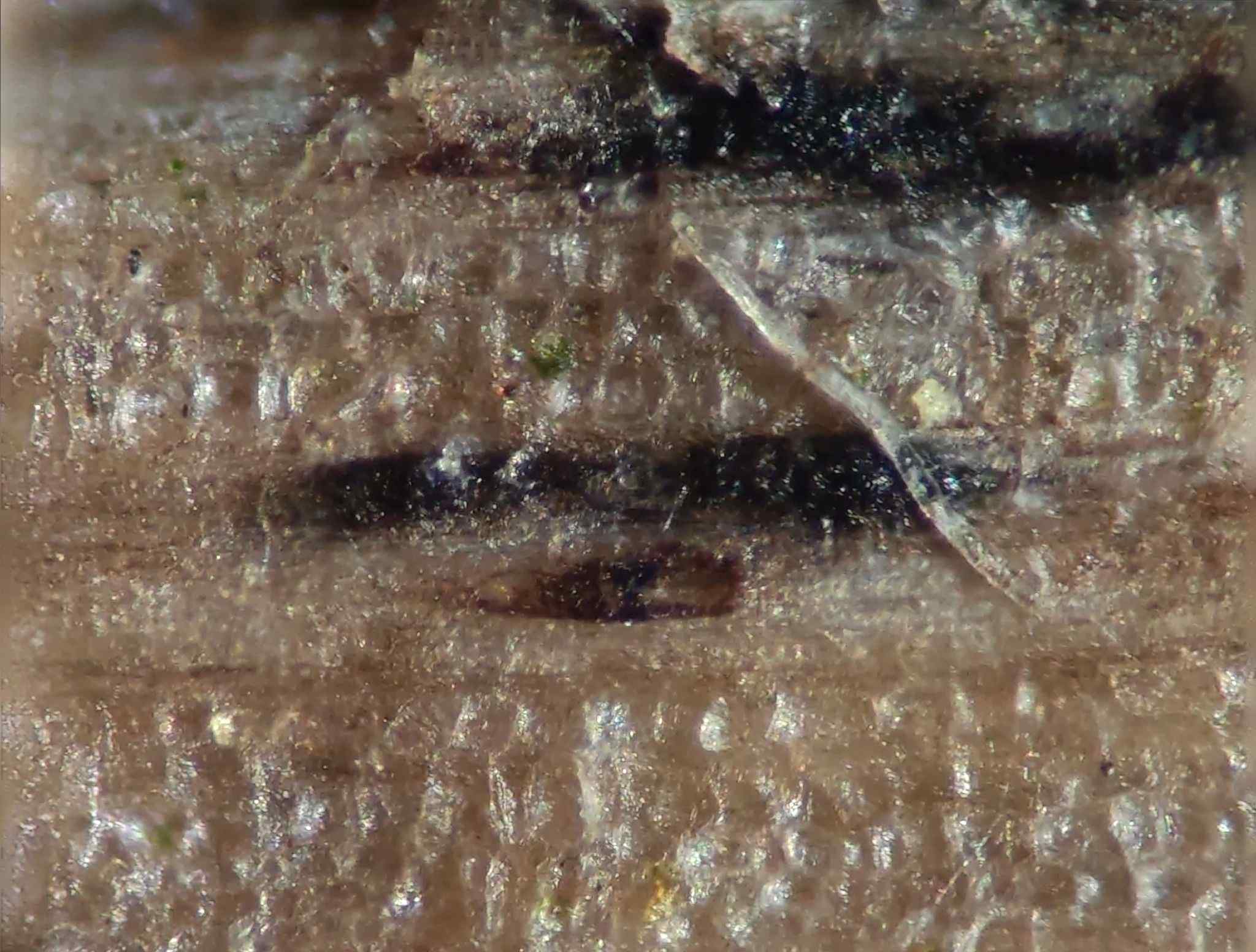 Neovaginatispora fuckelii