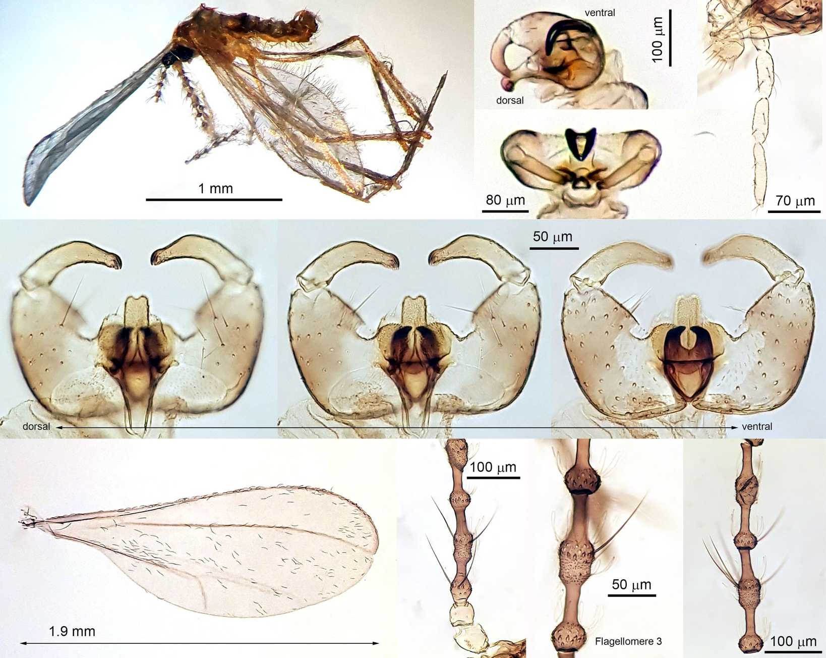 Coquillettomyia